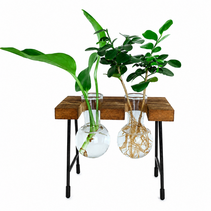 Coslifestore Glass Plant Holder with Wooden Stand (Model A)
